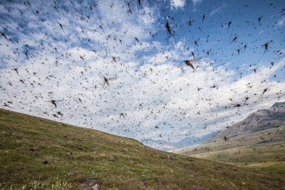 mosquitos asesinos del Yukón