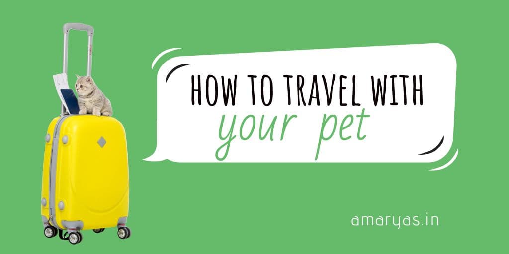 How to travel with your pet.Feature Image for blog post by Amar Vyas